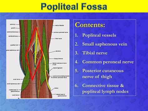Popliteal Fossa Anatomy Images And Photos Finder