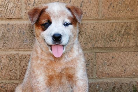 Get To Know The Red Heeler Dog
