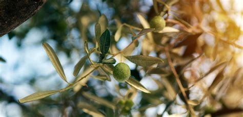 Ripe Olive Tree Fruit On A Branch Macro Closeup Stock Photo Image Of