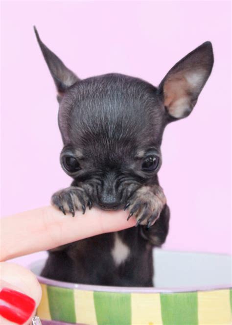 Delivering our cutest and healthy puppies to your home! Teacup Chihuahuas and Chihuahua Puppies For Sale by ...