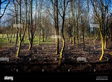 Trees Planted In Rows Stock Photo Alamy