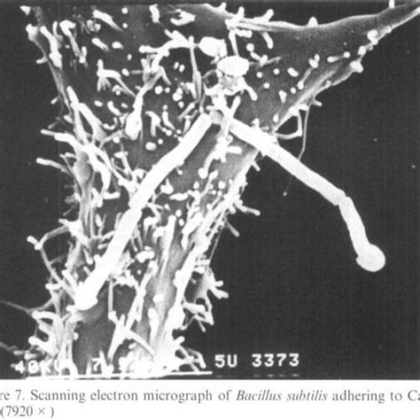 Scanning Electron Micrograph Of Bacillus Subtilis Adhering To Caco