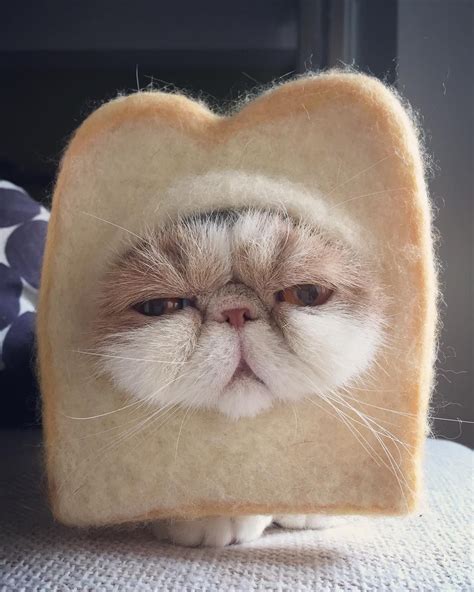 Adorable Insta Famous Japanese Cat Has A Serious Sense Of Style Cute