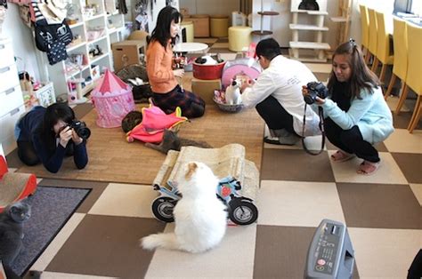 0,1 km van cat cafe mocha akihabara. Things to do in Tokyo Best Themed Cafes in Akihabara | Meetrip