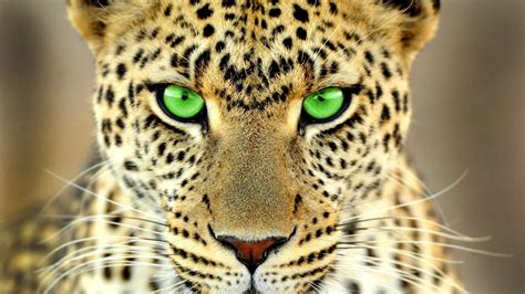 Animals Big Cats Green Eyes Leopard 4k Hd Wallpapers Hd