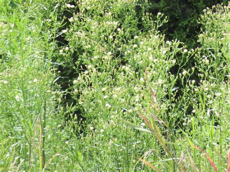Horseweed Conyza Canadensis Edible And Medicinal Uses Of Another
