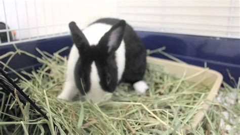 Bunnies Eating Hay Youtube