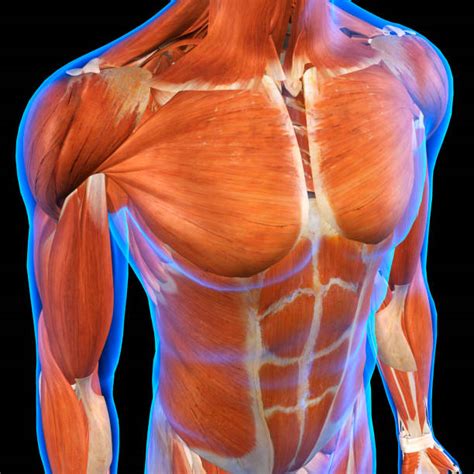 The chest wall is comprised of skin, fat, muscles, and the thoracic skeleton. Human Muscle Stock Photos, Pictures & Royalty-Free Images ...