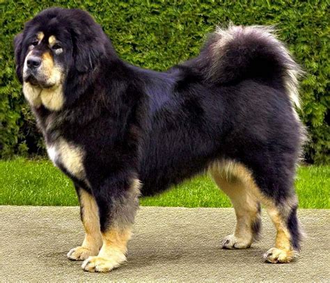 About Dog Tibetan Mastiff How Well Is Your Tibetan Mastiff Groomed