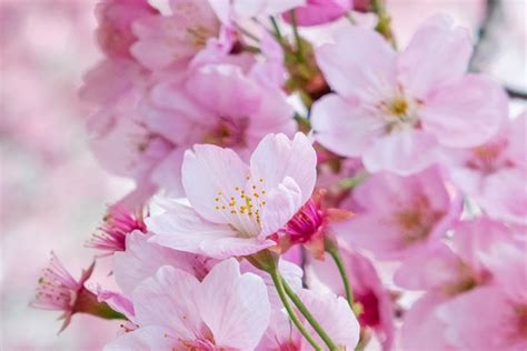Pink Cherry Blossom High Quality Nature Stock Photos Creative Market