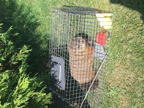 Unfortunately, that bait isn't very effective. How to Trap a Groundhog: 12 Steps (with Pictures) - wikiHow