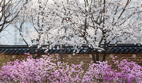 What to do during spring in seoul, korea. How to Enjoy Spring in South Korea |Seoul Searching