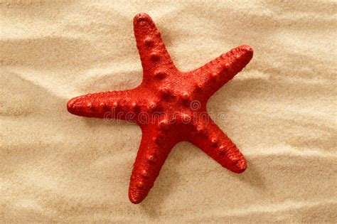Sea Star In Sand Stock Photo Image Of Barren Desert 74525416