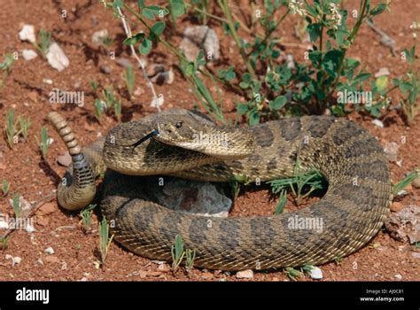 Western Prairie Rattlesnake Crotalus Viridis Viridis Coiled And Alert