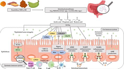 Nutrients Free Full Text The Effect Of Probiotics On The Production