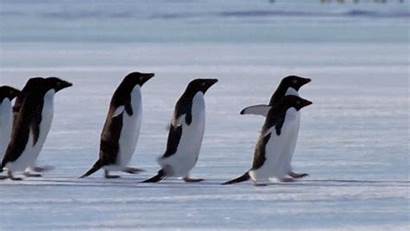 Penguins Christmas Song Fun Walking Sing Together