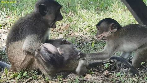 Cute And Funny Baby Monkey Playing Together Adorable Monkeys Playing