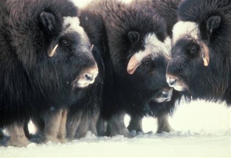 The Adventure Of An Arctic Tundra Musk Ox Hunt Conservation
