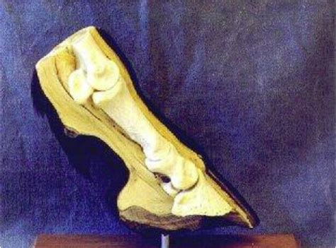 Horse Talk Panama: Horse Hoof Anatomy