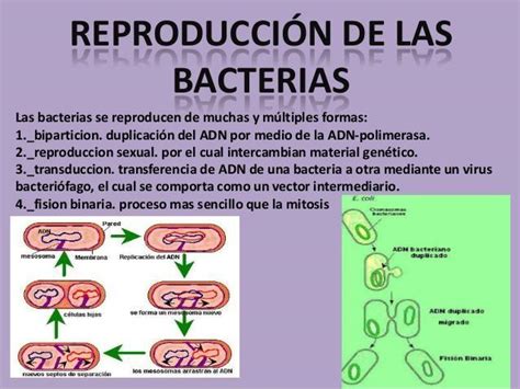 Como Se Reproducen Y Nutren Las C Lulas Y Bacterias Brainly Lat