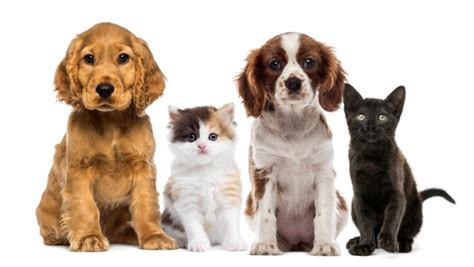 Most pet foods and pet vitamins do not provide proper pet nutrition so learn about how you can provide real food for healthy dogs and cats. Wageningen organiseert 'The truth about pet food'