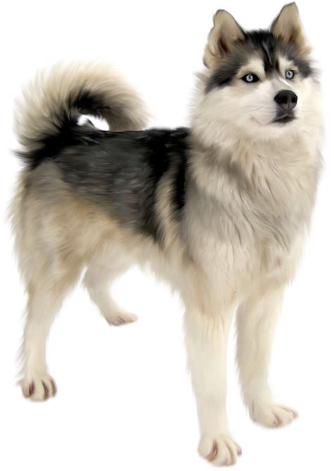 Cute Husky Png High Quality Image Png Arts