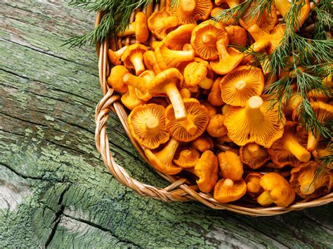 Comment reconnaître et où cueillir les girolles