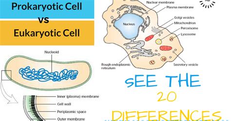 Check spelling or type a new query. Difference between Prokaryotic cell and Eukaryotic cell ...