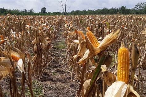 pertani corporate farming jagung menjaga kesejahteraan petani