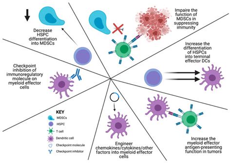 Cells Free Full Text Myelopoiesis During Solid Cancers And Strategies For Immunotherapy