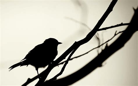 silhouette simple birds Wallpapers HD / Desktop and Mobile Backgrounds