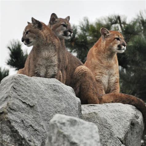 Cougar Mountain Zoo Field Trip Announced Cppcon