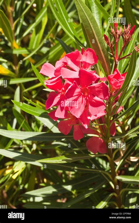 Flowers Pink Laurel Nerium Oleander Stock Photo Alamy