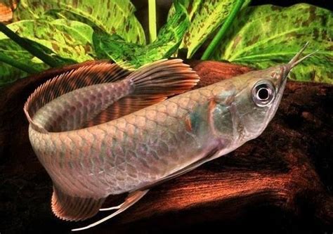 Pet service in bukit merah, perak. The super-aggressive "Arowana". I would have one of these ...