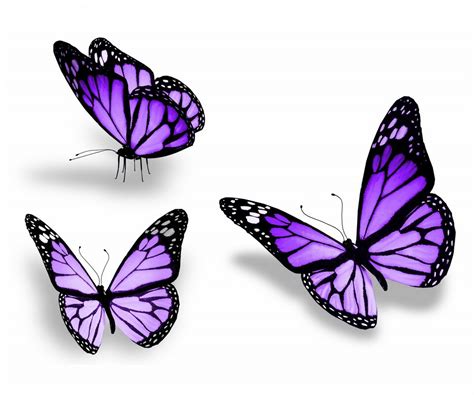Purple Butterflies Purple Butterfly Tattoo Yellow