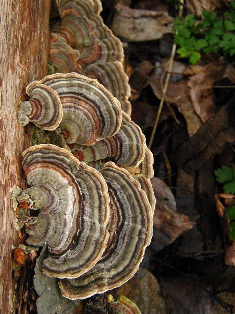 trametes versicolor ~ turkey tail mushroom fungi fungi stuffed mushrooms
