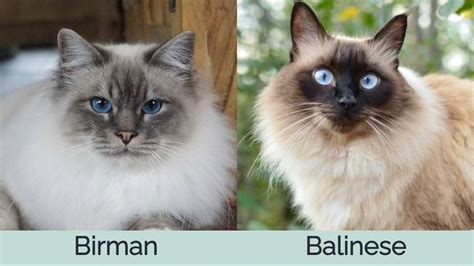 Birman Cat Vs Balinese Cat Pictures Differences And Which To Choose