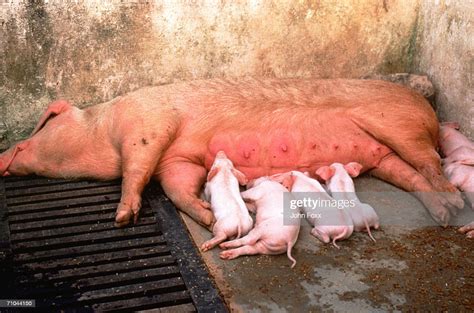 Pig With Piglets High Res Stock Photo Getty Images