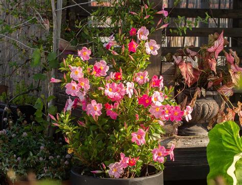 What Is The Difference Between Dipladenia And Mandevilla