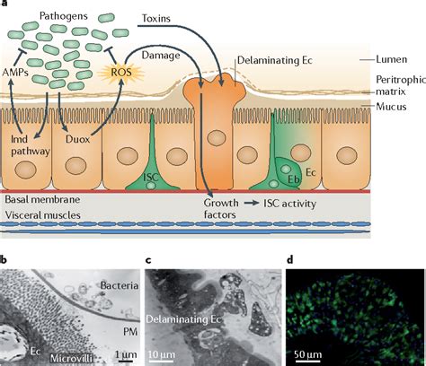 Pdf Gut Homeostasis In A Microbial World Insights From Drosophila
