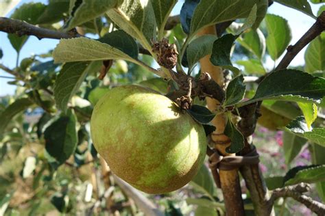 Pommier Cultivé Ma Botanique