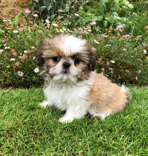 Pics of shih tzu puppies. Stunning Small Shih Tzu Puppies READY NOW | South ...