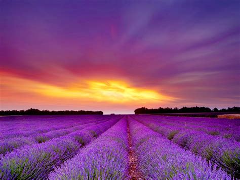 Nice Lavender Field Morning Free Download Picture Lavender Fields