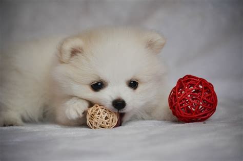Premium Photo Cute White Pomeranian Puppy