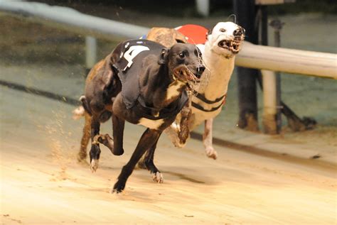 Westmead hawk's amazing performance to win the semi final of the 2006 greyhound derby after getting hampered early. EXPERIENCE COUNTS AT HENLOW - Greyhound Star | News from ...