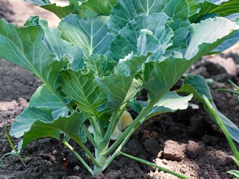 Growing Collard Greens How And When To Plant Collard Greens