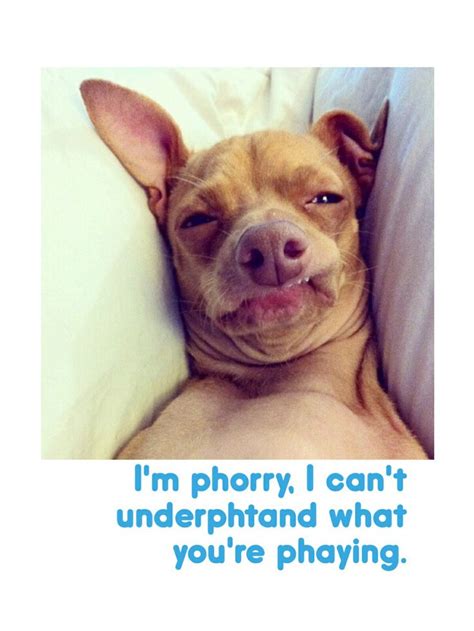 89 Best Lisp Meme Dog Images On Pinterest