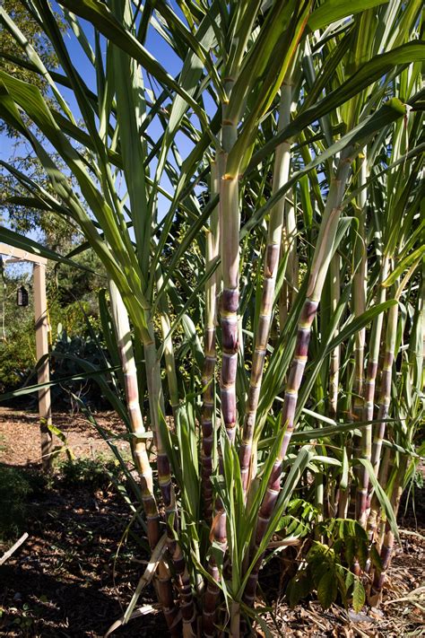 Sugar cane grows best in warm, tropical regions. Growing Sugar Cane at Aloha Food Forest