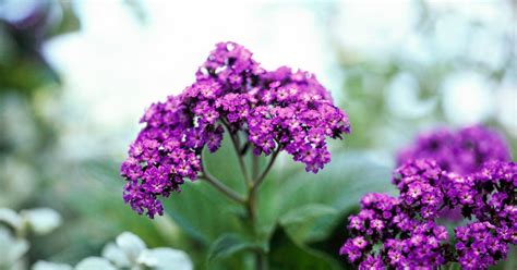 Attractive colors and pleasant scents are some of the primary factors that most people look in flower. 7 of the Most Fragrant Annual Flowers to Fill Your Garden ...