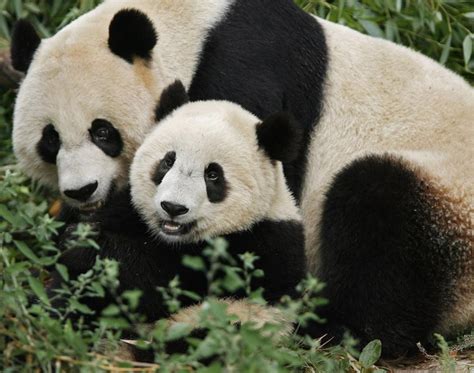 Mother And Baby Panda Gallery